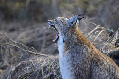 Close-up of cat yawning