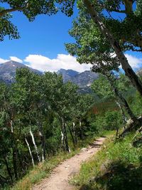 Road amidst trees in forest against sky