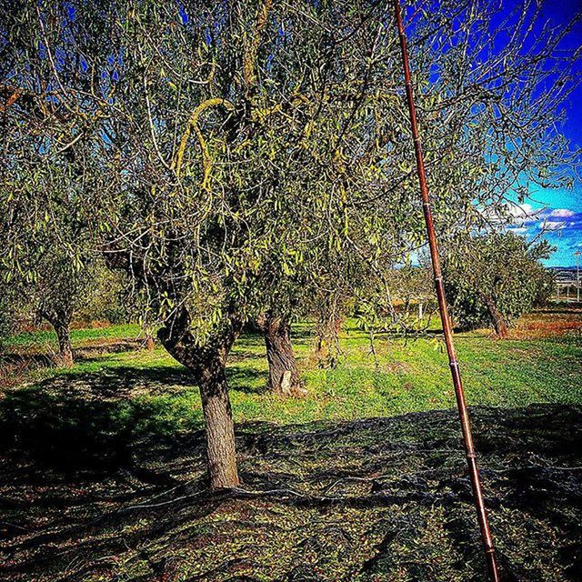 TREES ON GRASSY FIELD