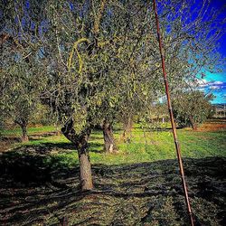 Trees on grassy field