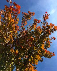 Low angle view of tree against sky