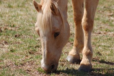 Horse standing in ranch