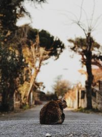 Cat sitting on a tree