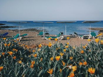 Scenic view of beach against clear sky