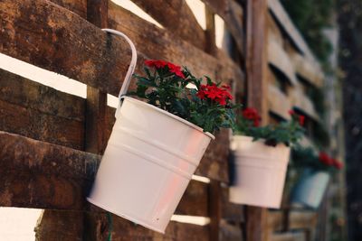 Potted plant hanging on wooden wall