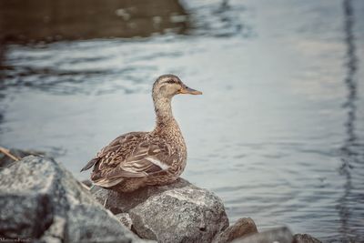 Side view of mallard duck on rock by lake