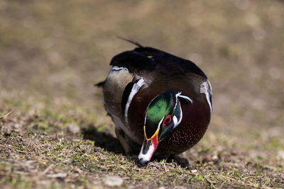 Close-up of a bird