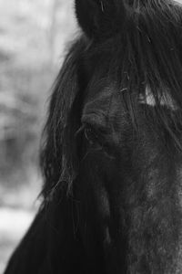 Close-up of a horse