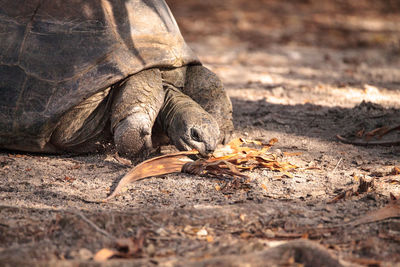 Aldabra giant tortoise aldabrachelys gigantean is a large reptile from the islands of aldabra atoll