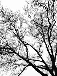 Low angle view of tree against sky