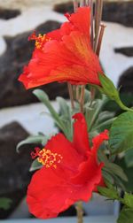 Close-up of red flowering plant