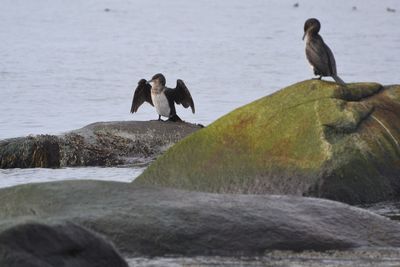 Birds perching on rock in sea