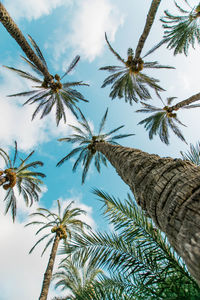 Low angle view of palm trees against sky