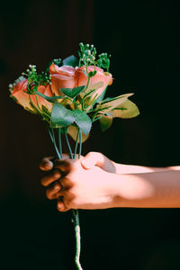 Close-up of hand holding rose flower against black background
