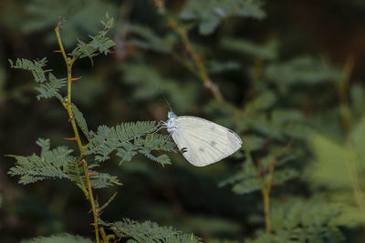 Close-up of butterfly on plant