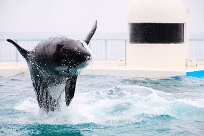 Killer whale jumping in aquarium