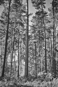 Low angle view of trees in forest