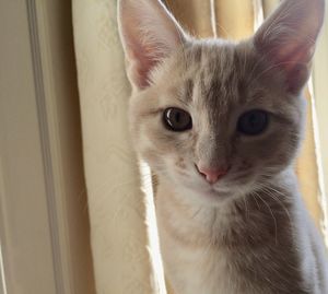 Close-up portrait of cat at home