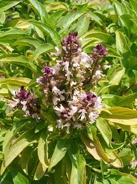Close-up of pink flowering plant