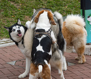 High angle view of dogs on footpath