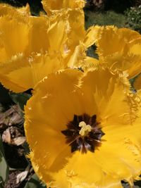 Close-up of yellow flowering plant