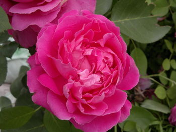 Close-up of pink flowers