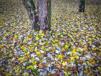 Full frame shot of tree