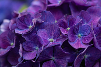 Close-up of purple hydrangea flowers