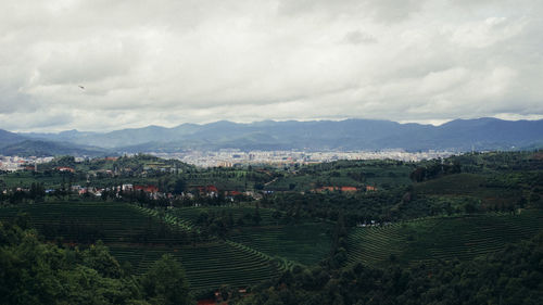 Tea plantation by mountains against sky