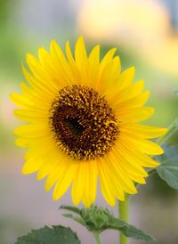 Close-up of sunflower