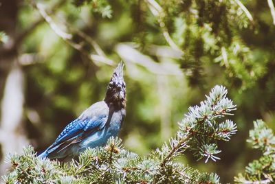 Close-up of bird perching on tree
