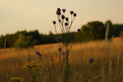 Close-up of purple flowering plants on field