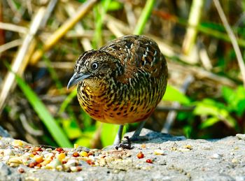 Close-up of a bird