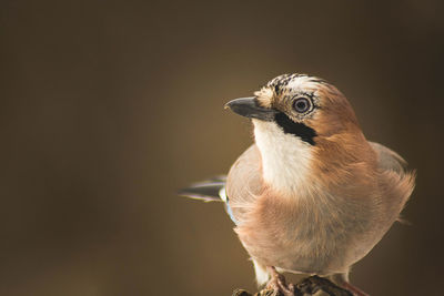 Close-up of a bird