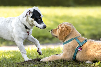 View of two dogs on field