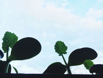 Low angle view of plants against sky