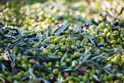 Close-up of berries growing on plant