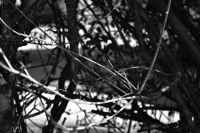 Close-up of branches against blurred background