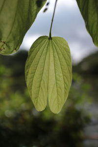 leaf