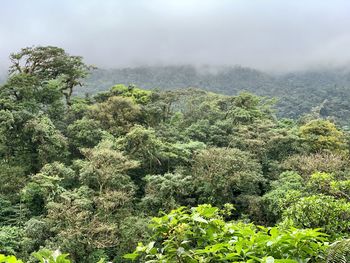 High angle view of plants growing on land