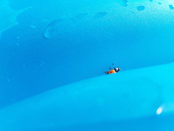 Ladybug on blue wet toy