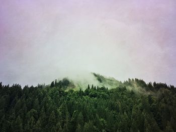 Low angle view of trees in forest against sky