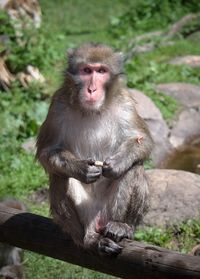 Monkey looking away sitting outdoors