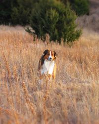 Dog on field