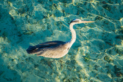 High angle view of duck swimming in sea