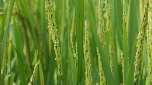 Rice agriculture