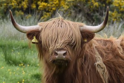 Highland cattle on field