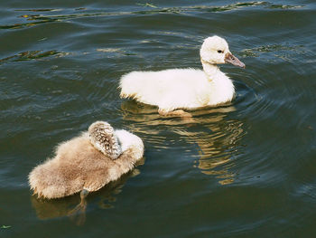 Swanlings swimming in lake