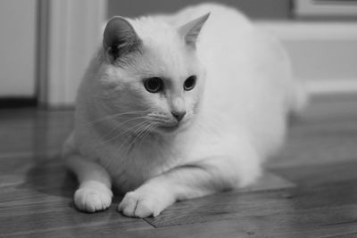 Close-up portrait of cat