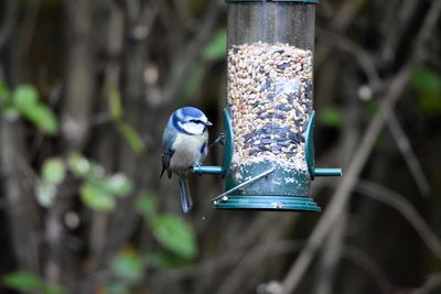 Close-up of bird perching on feeder